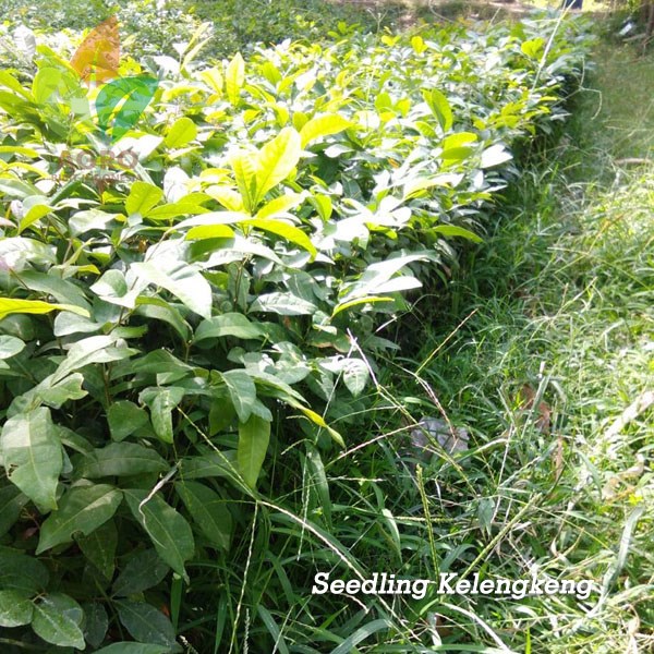 Kelengkeng Seedling / Asal Biji