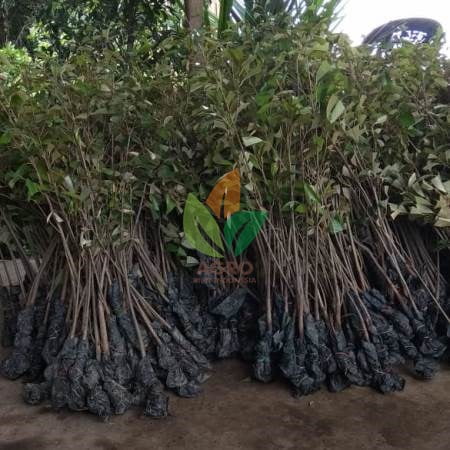 Durian Seedling / Asal Biji