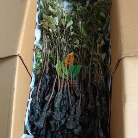 Durian Seedling / Asal Biji