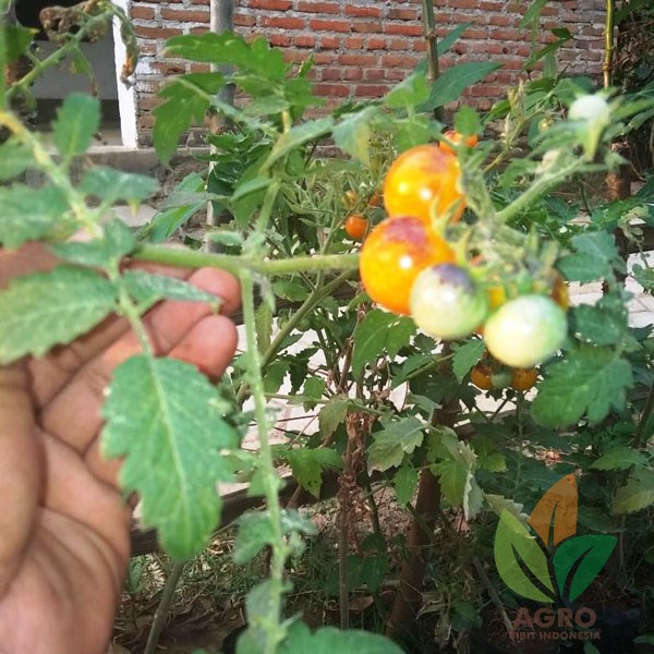 Tomat Cherry Tabulampot