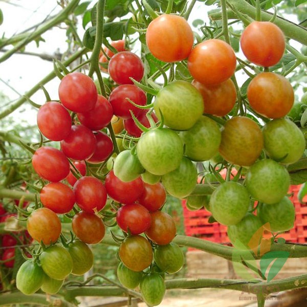 Tomat Cherry Tabulampot