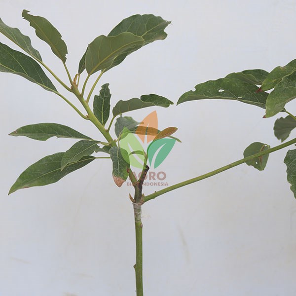 jual bibit alpukat wurtz sambung 40 cm agro bibit id jual bibit alpukat wurtz sambung 40 cm agro bibit id