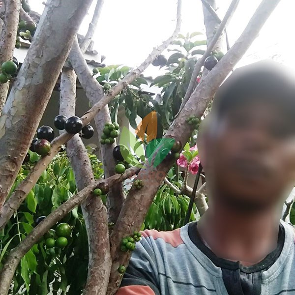 Anggur Brazil Sabara Berbuah