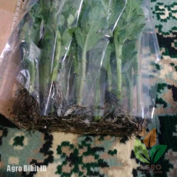 Benih Bunga Krisan Aneka Warna