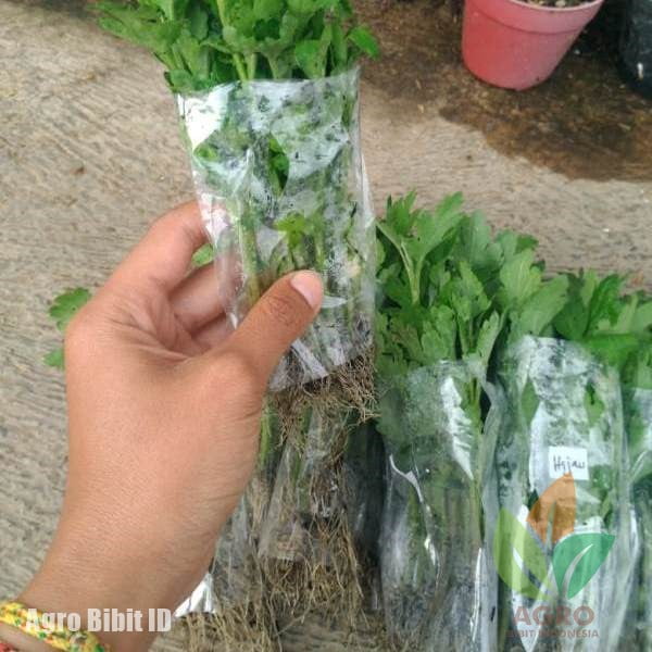 Benih Bunga Krisan Aneka Warna
