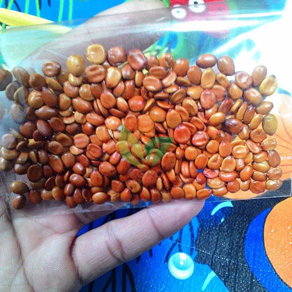 Benih Bidara Siap Semai