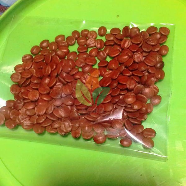 Benih Bidara Siap Semai