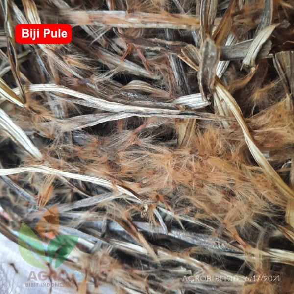 Biji Pule Siap Semai Unggul