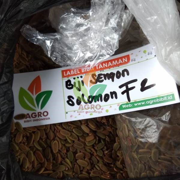 Biji Sengon Solomon F2