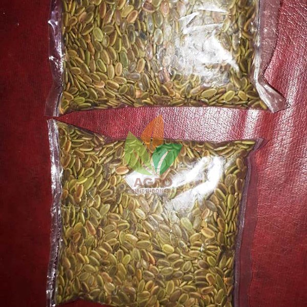 Biji Sengon Solomon F2