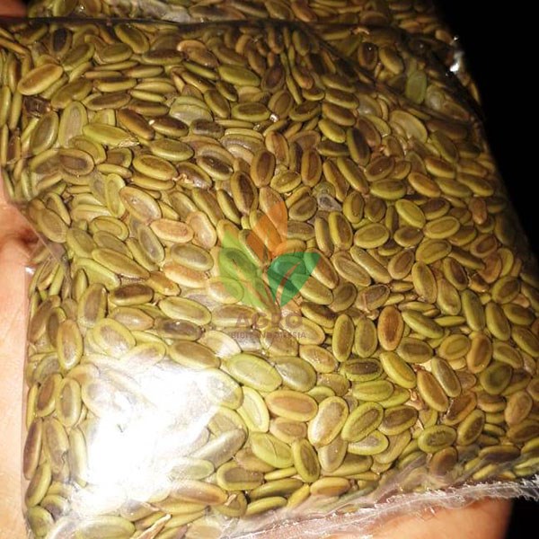 Biji Sengon Solomon F2