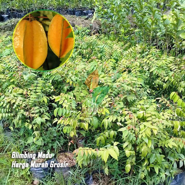 Belimbing Madu Unggul