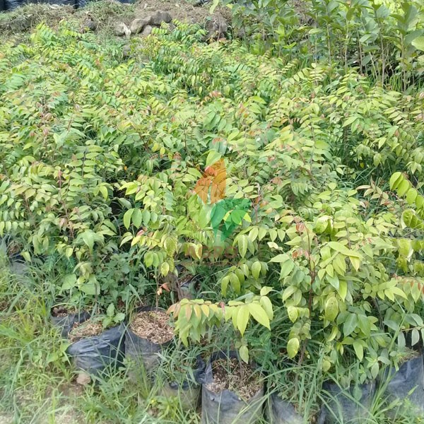 Belimbing Madu Unggul