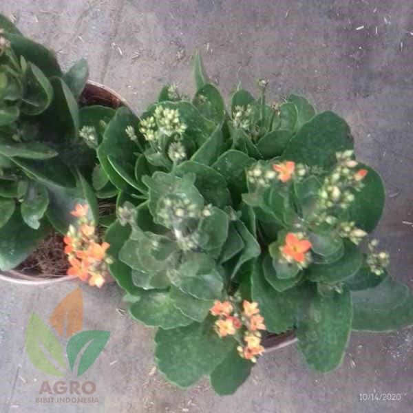 Bunga Calandiva Orange