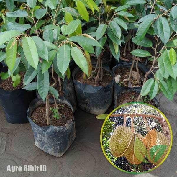 Durian Bawor Kaki 3 Tinggi 50 Cm