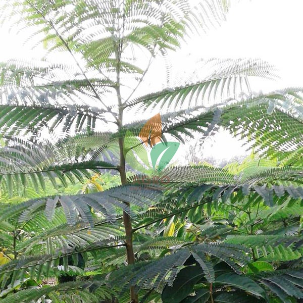 Jual Pohon Flamboyan 2 Meter Agro Bibit Id