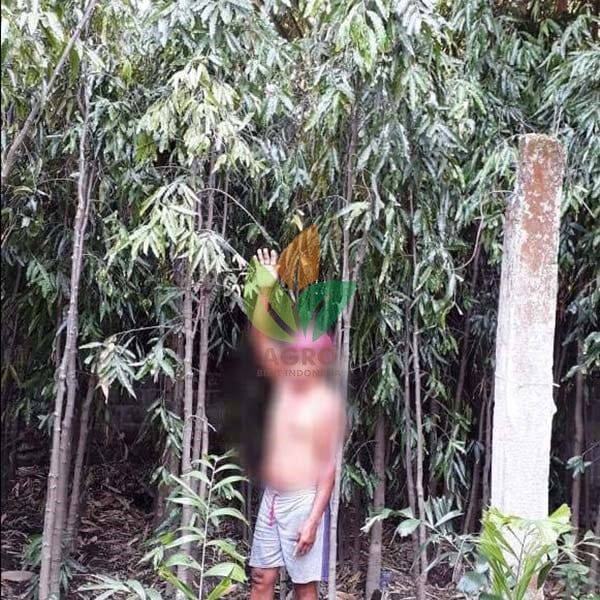 Pohon Glodok Pecut 4 Meter