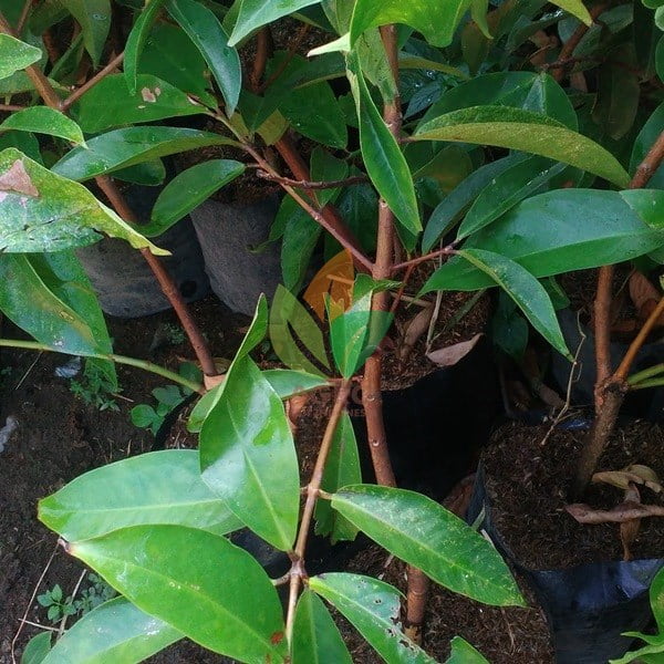 Jambu Air Jamaika Merah Manis