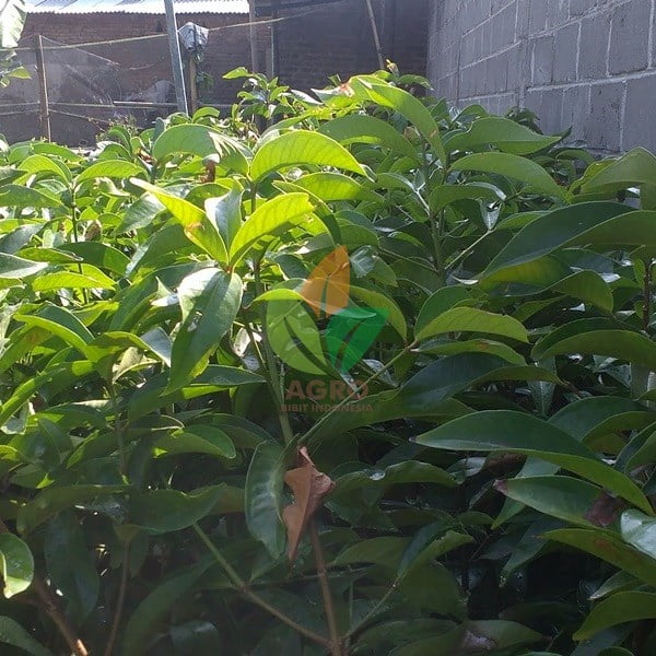 Jambu Air Jamaika Merah Manis