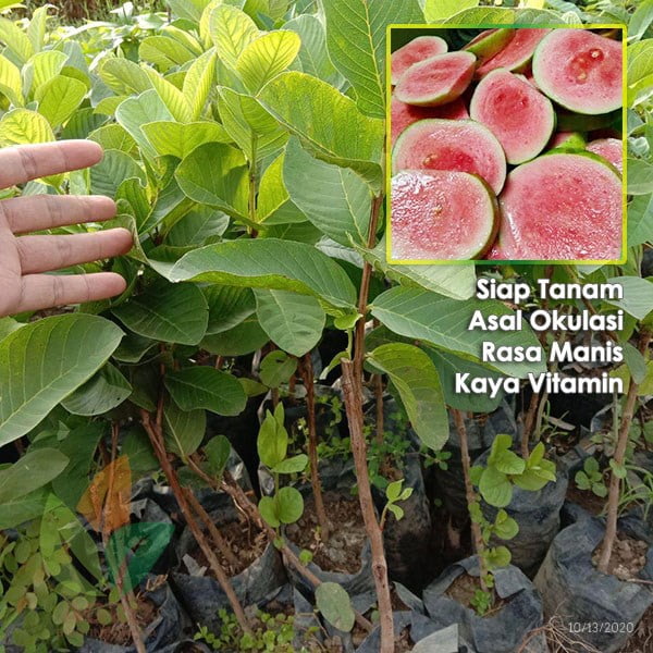 Jambu Biji Getas Merah asal Okulasi