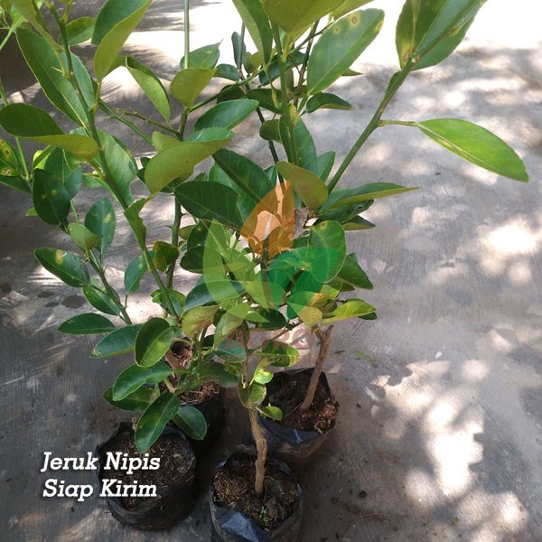 Jeruk Nipis asal Okulasi