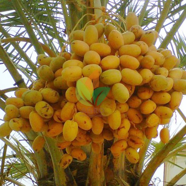Kurma Barhee Kecil