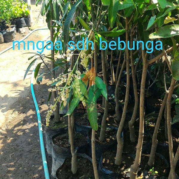 Pohon Mangga Berbunga