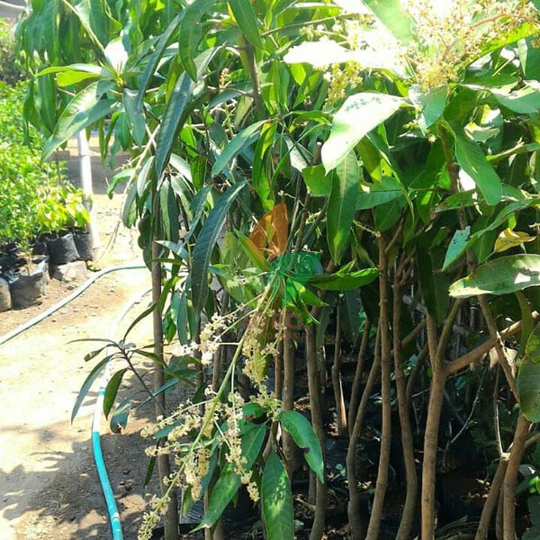 Pohon Mangga Berbunga
