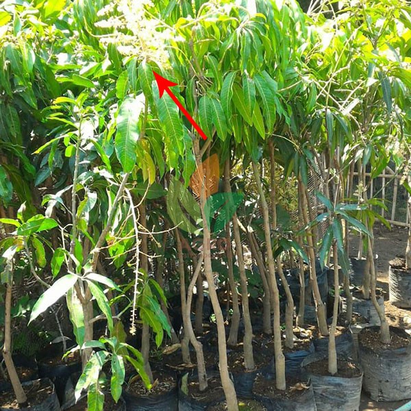 Pohon Mangga Berbunga