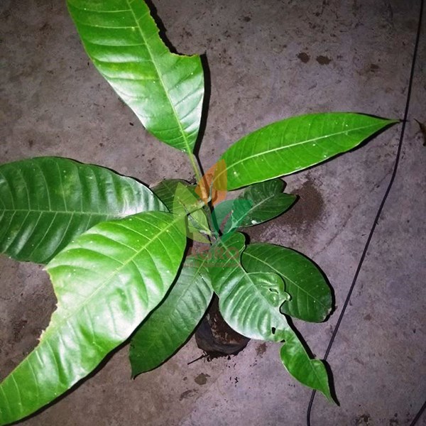 Mangga Pakel asal Biji