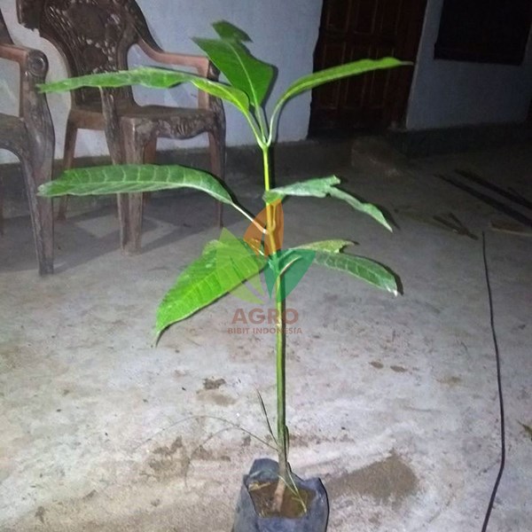 Mangga Pakel asal Biji