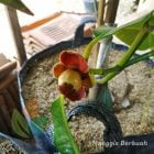 Pohon Manggis Berbuah