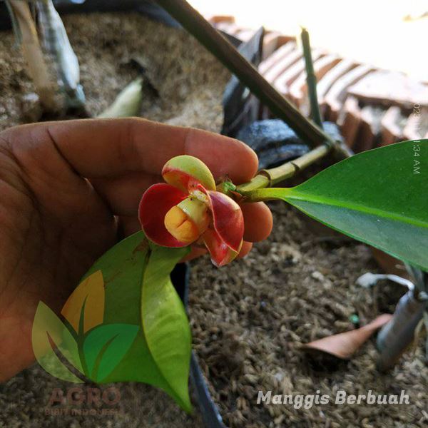 Pohon Manggis Berbuah