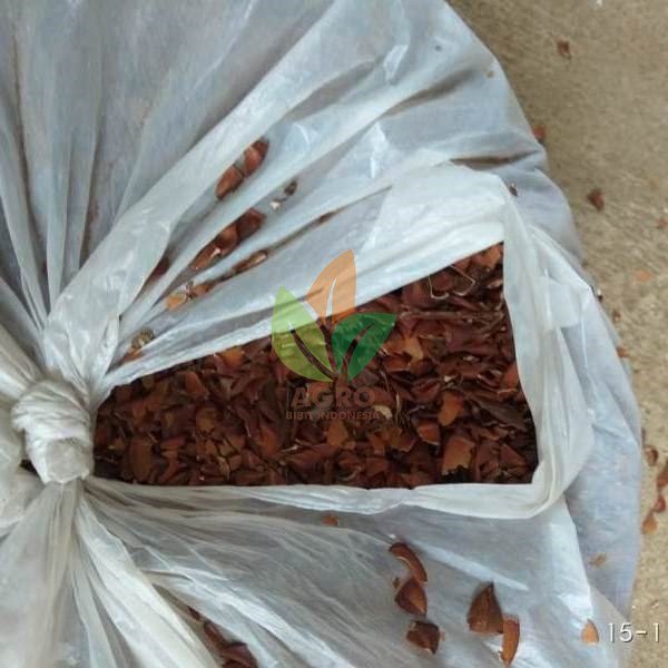Biji Bungur Siap Semai
