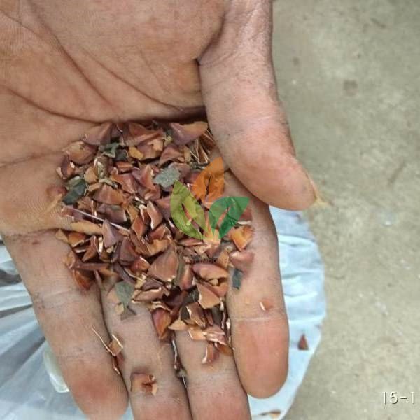 Biji Bungur Siap Semai