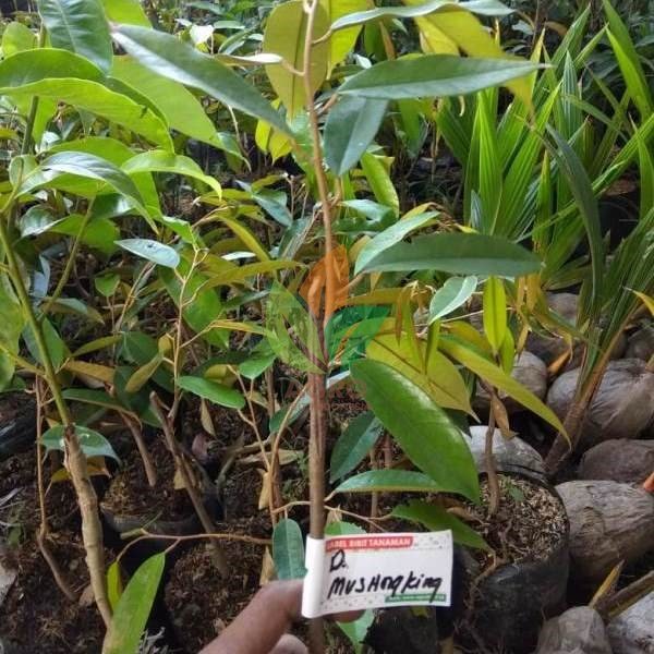 87 Gambar Okulasi Durian Paling Keren 87 Gambar Okulasi Durian Paling Keren