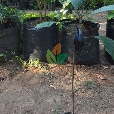 Mangga Pakel asal Biji