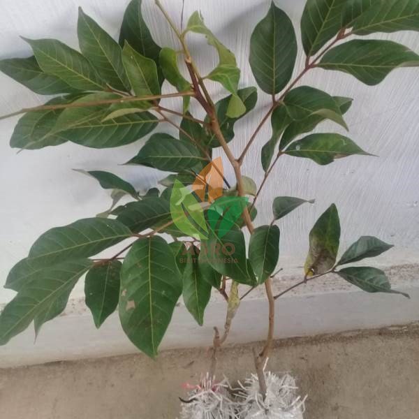 Rambutan Binjai asal Okulasi