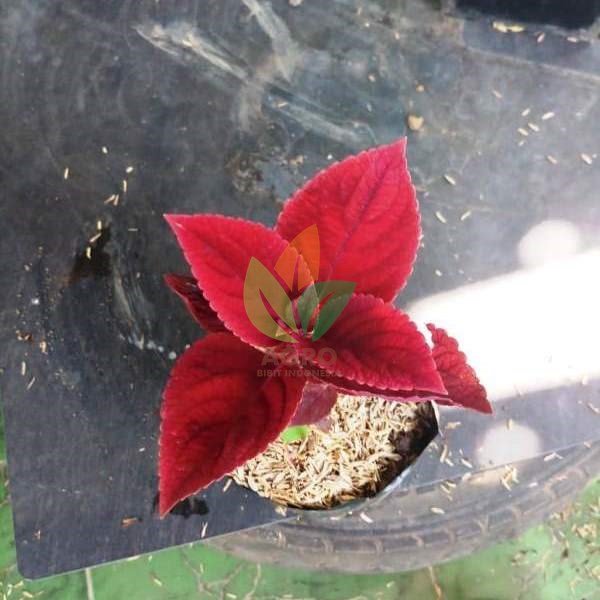 Tanaman Daun Iler Merah