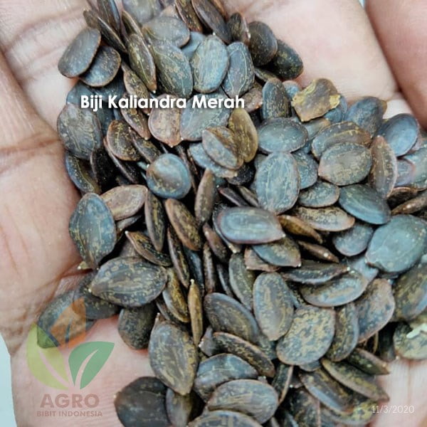 Biji Kaliandra Merah Unggul