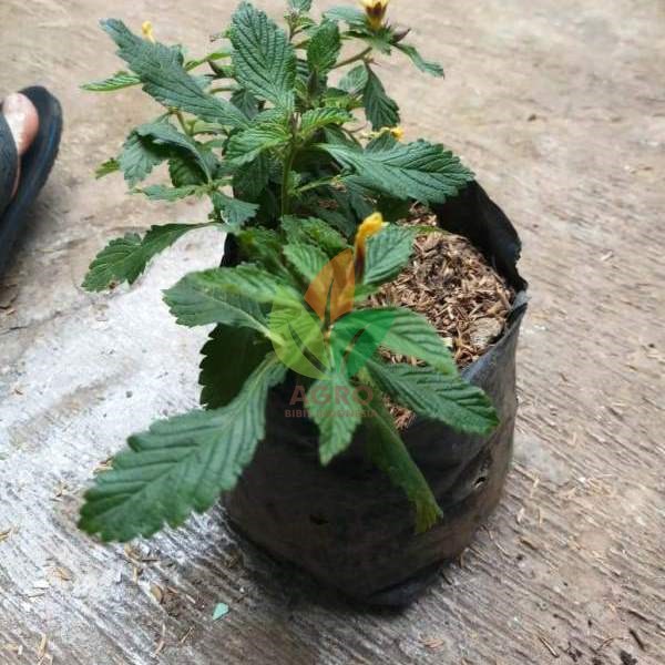 Bunga Yolanda Putih