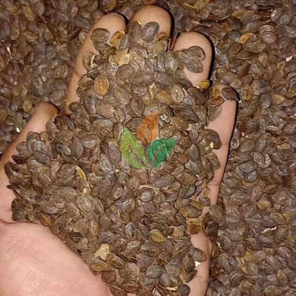 Biji Kaliandra Merah Unggul