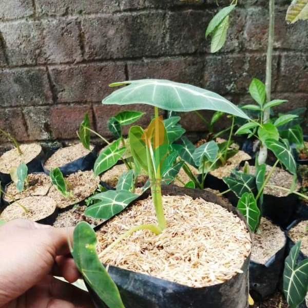 Tanaman Keladi Neon