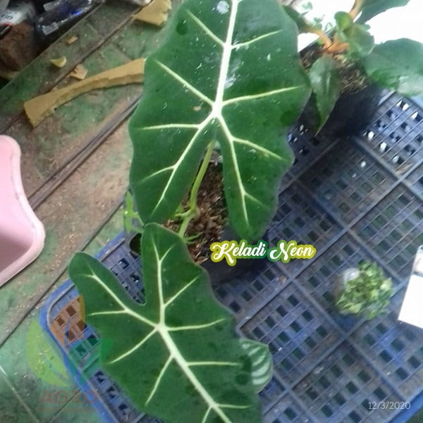Tanaman Keladi Neon