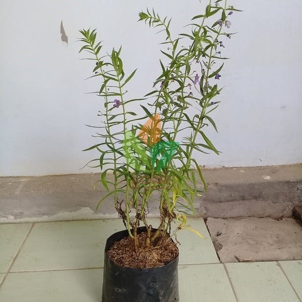 Bunga Lavender Ungu