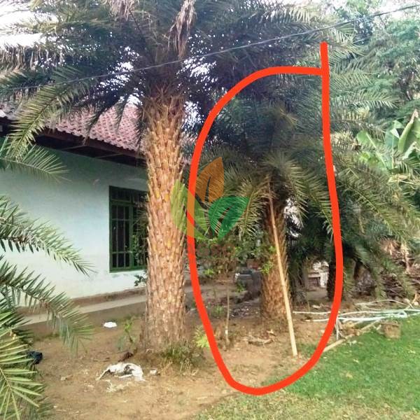 Palem Kenari Siap Tanam
