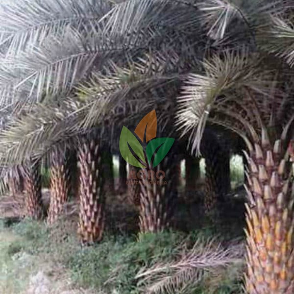 Palem Kenari Siap Tanam