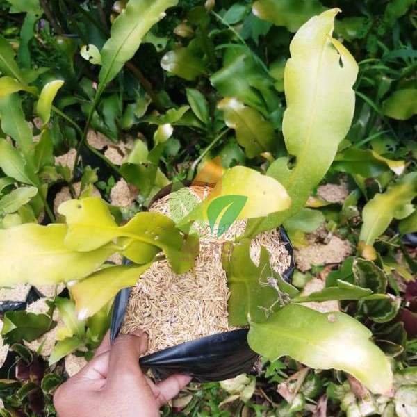 Bunga Wijayakusuma Putih