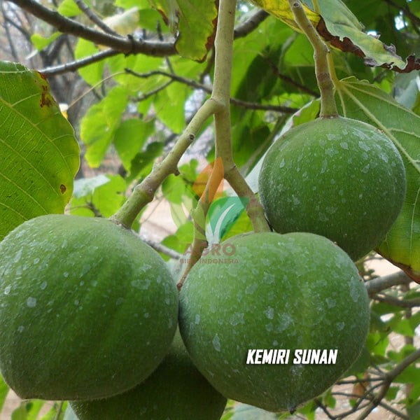 Kemiri Sunan Biodesel