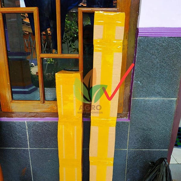 Duku Unggul asal Sambung